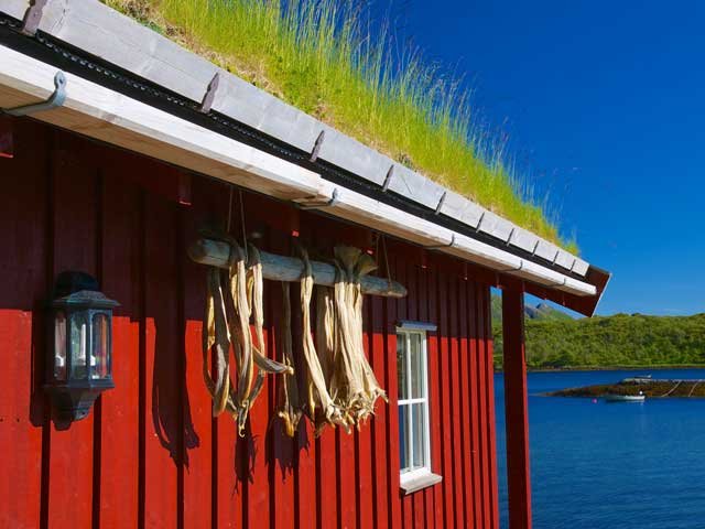 Noorwegen - Lofoten - Stockfish