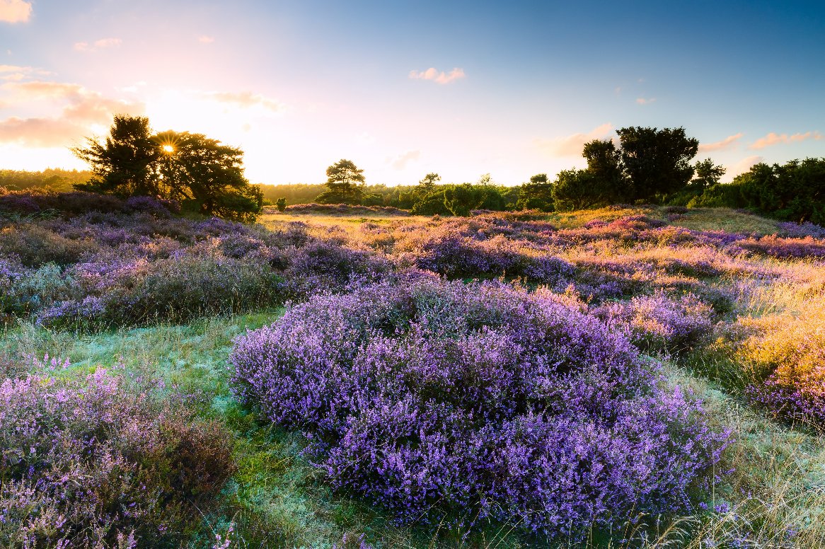 Drenthe 