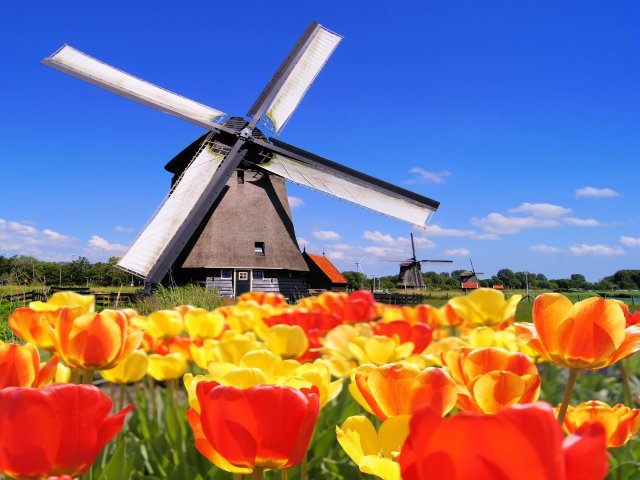 Nederland_Tulpen en molens