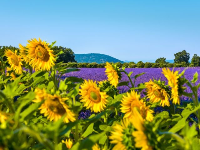 Provence landschap