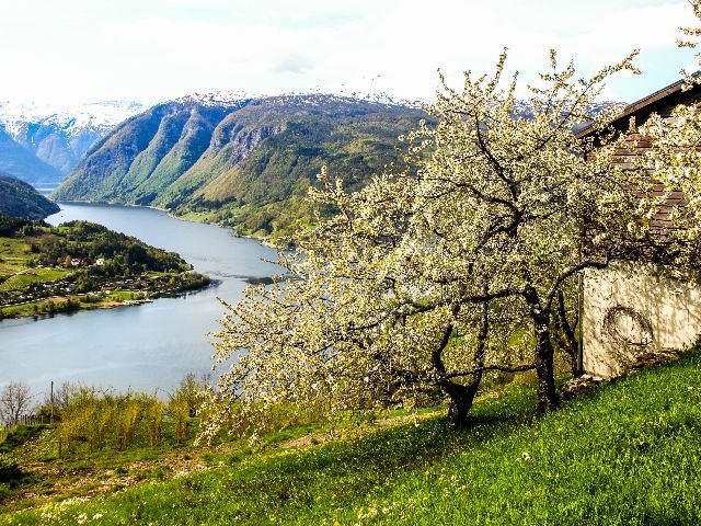 Noorwegen - Hardangerfjord 