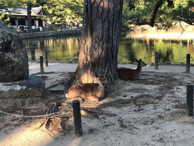 Japan Nara Deer Park