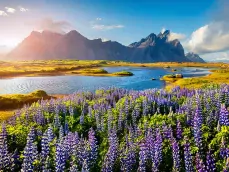 Bloeiende lupine bloemen op de Stokksnes landtong aan de zuidoostelijke IJslandse kust. IJsland, Europa