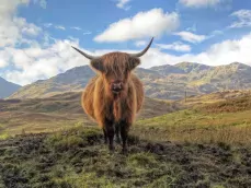 Schotse hooglander in de Trossachs in Schotland