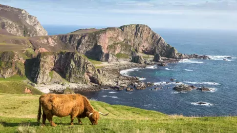 Schotse hooglander op het eiland Mull in Schotland