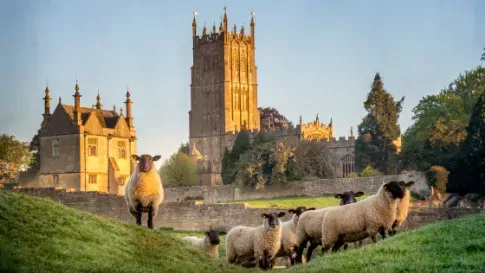 Schapen in het veld bij Gloucestershire kerk in Cotswolds, Groot-Brittannië