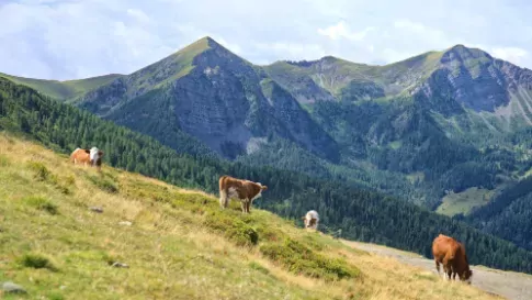Koeien in de bergen Goldeck, Karinthië, Oostenrijk