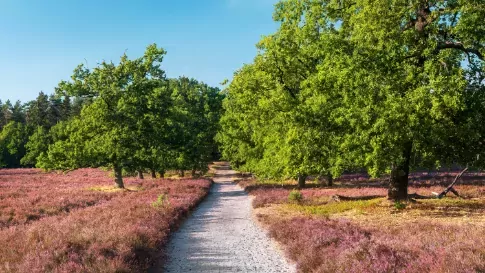 Wandelpad door de Paarse heide van de Lüneburger Heide in Duitsland