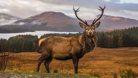 Schotland Glencoe rendier