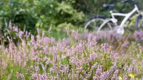 Fietsen, Lüneburger Heide in Duitsland