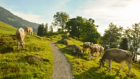 Wandelroute door de bergen langs koeien, Alpen, Seebodenalp in Zwitserland