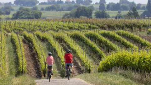Fietsen tussen de wijngaarden, Deutsche Weinstrasse in Duitsland