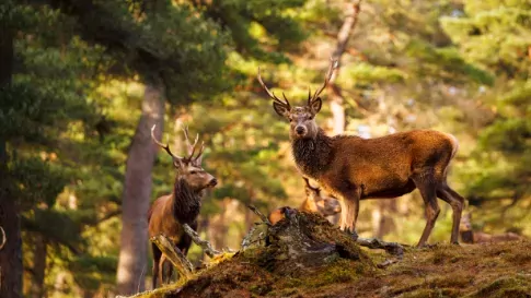Schotland, Red deer edelhert bos