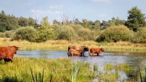 Schotse hooglander in National park het Witte veen in Haaksbergen, Overijssel in Nederland