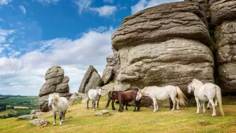 Paarden in Dartmoor, Engelse Rivièra, Engeland