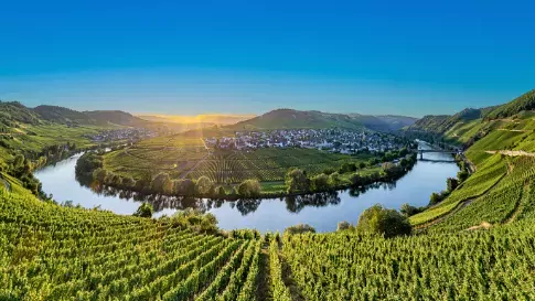 Wijngaarden bij Rivier de Moezel in Duitsland 3