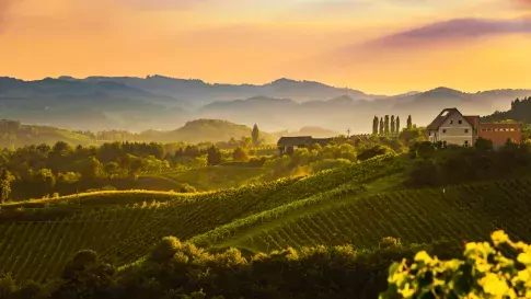 Italië, Toscane wijngaarden