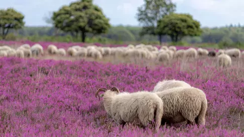 Schapen op de paarse heide in de Veluwe, Gelderland, Nederland