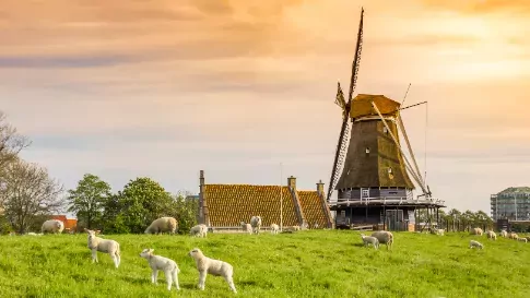 Schapen bij molen in Medemblik, West Friesland in Nederland