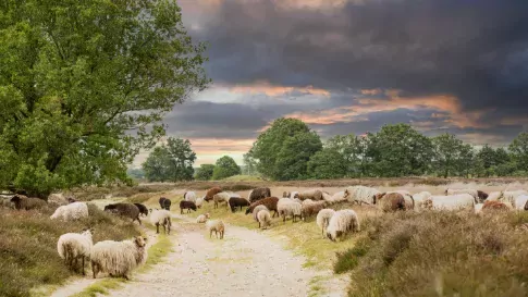 Schapen bij Balloërveld in Drenthe in Nederland