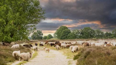 wandelen-door-nationaal-park-drentsche-aa
