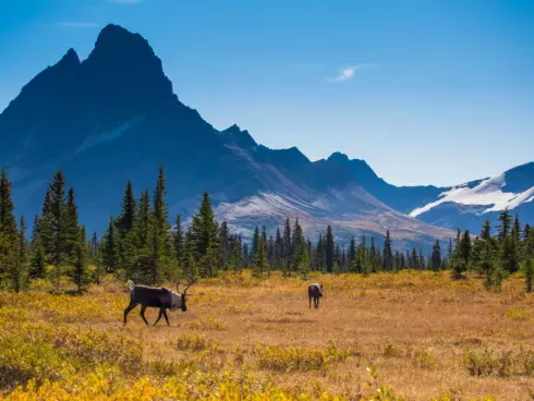 Wildlife in Jasper National Park