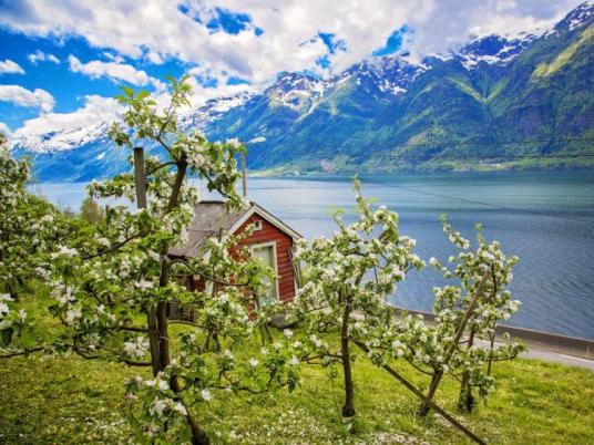 NO-Hardangerfjord fruitboom
