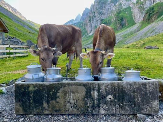 CH-Appenzell koeien