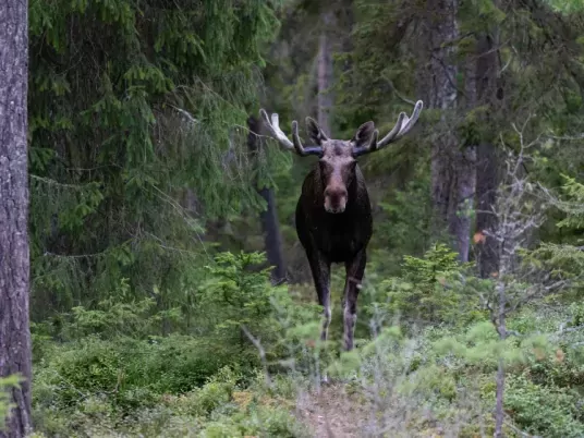 Smalandet Markaryds Algsafari