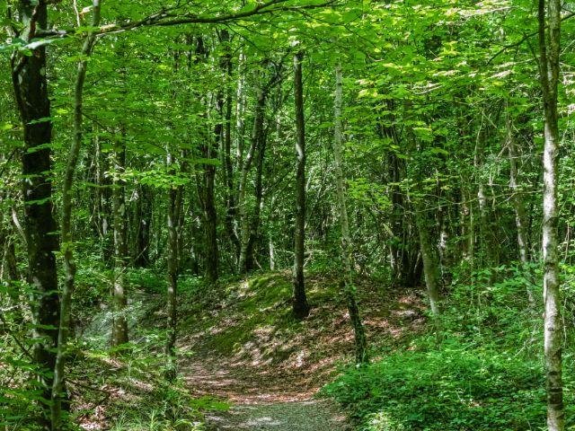 Bos omgeving