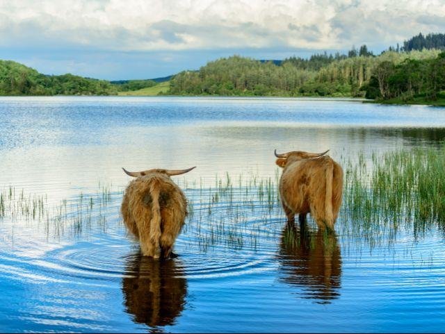 Schotland_Highland koeien