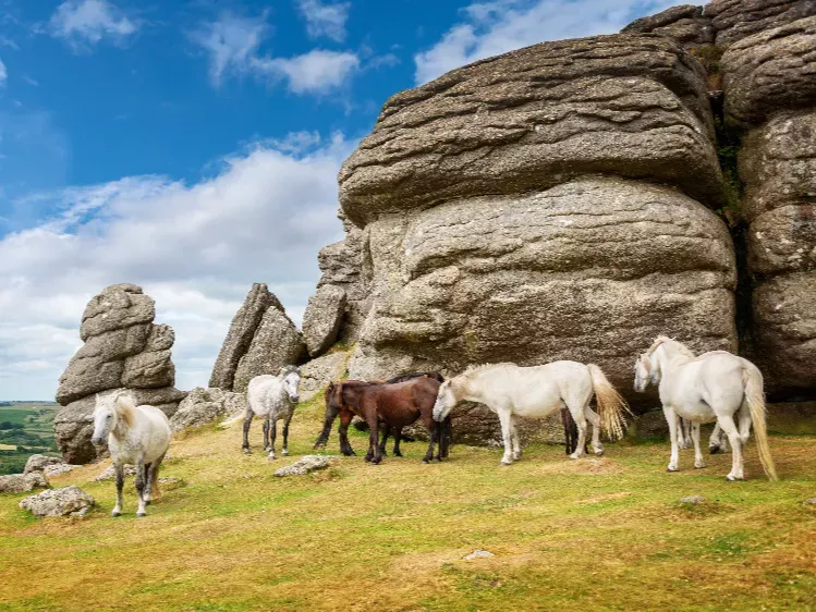 Engeland - Dartmoor National Park 