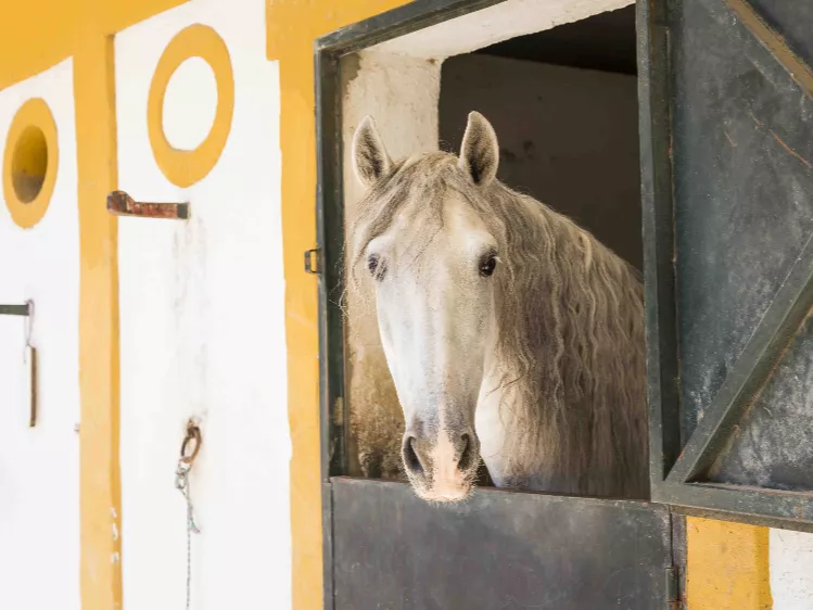 Andalusische Rijschool