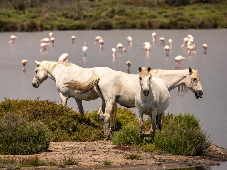 Camargue