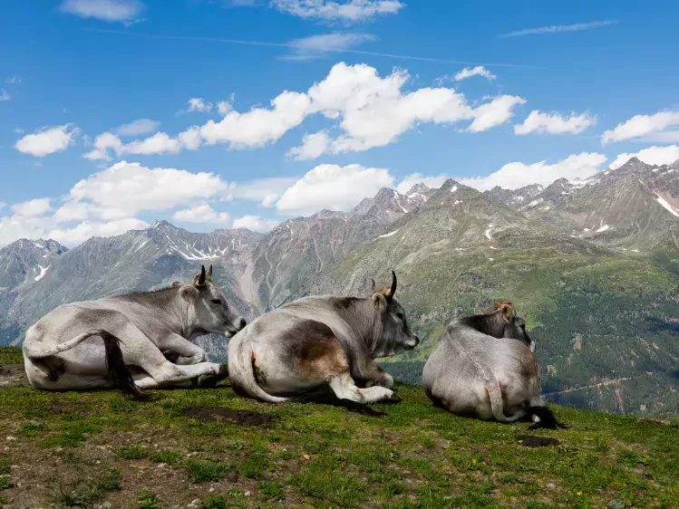 Koeien op de berg in Sölden