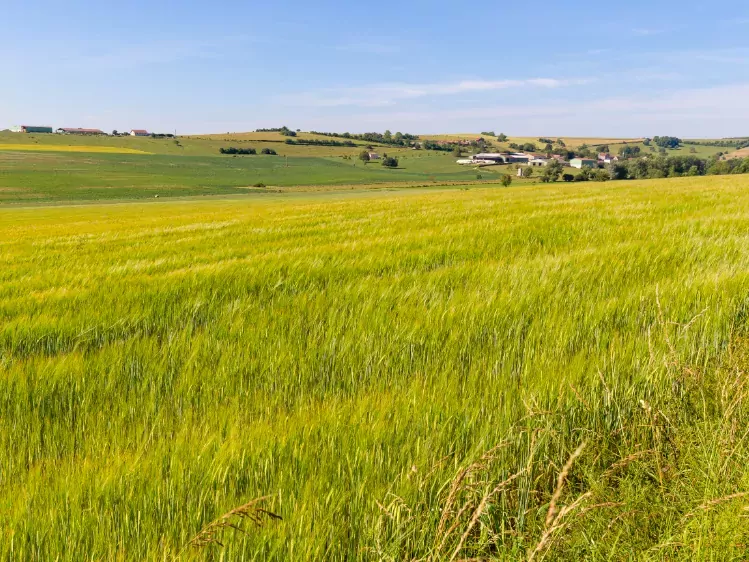 Weilanden in Lorraine in Frankrijk
