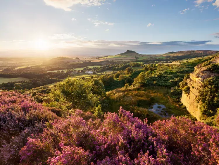 Paarse heide in North York Moors National Park