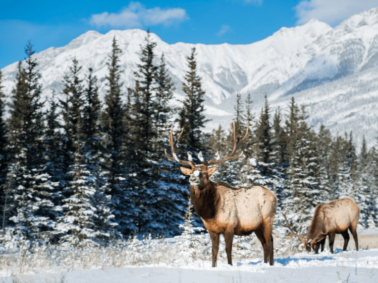 Wintersport Canada - Jasper - Wildlife scenery