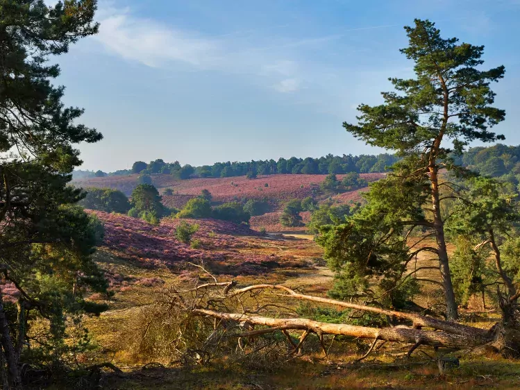 Heide in Nationaal Park Veluwezoom
