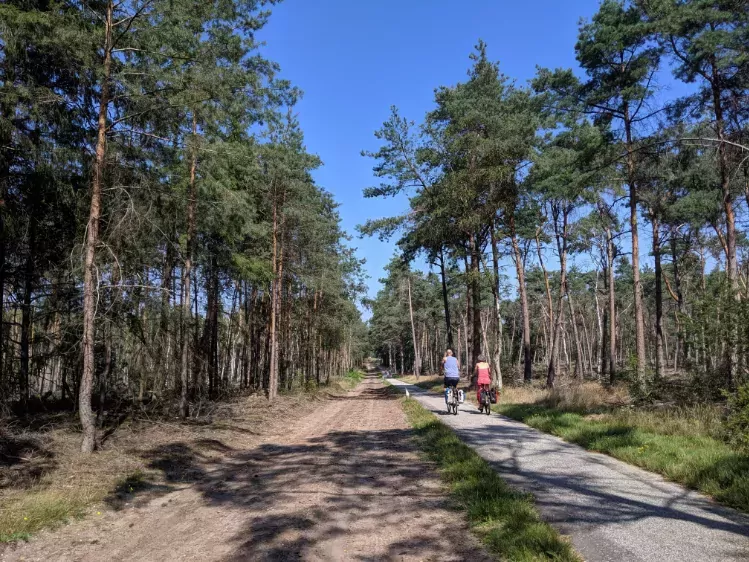 Fietsers in het bos van de Sallandse Heuvelrug