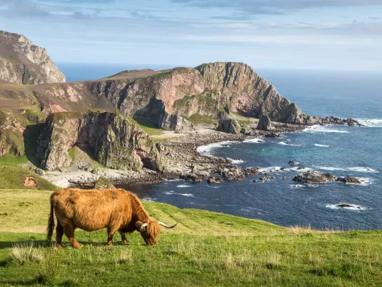 Schotse hooglander op eiland Mull