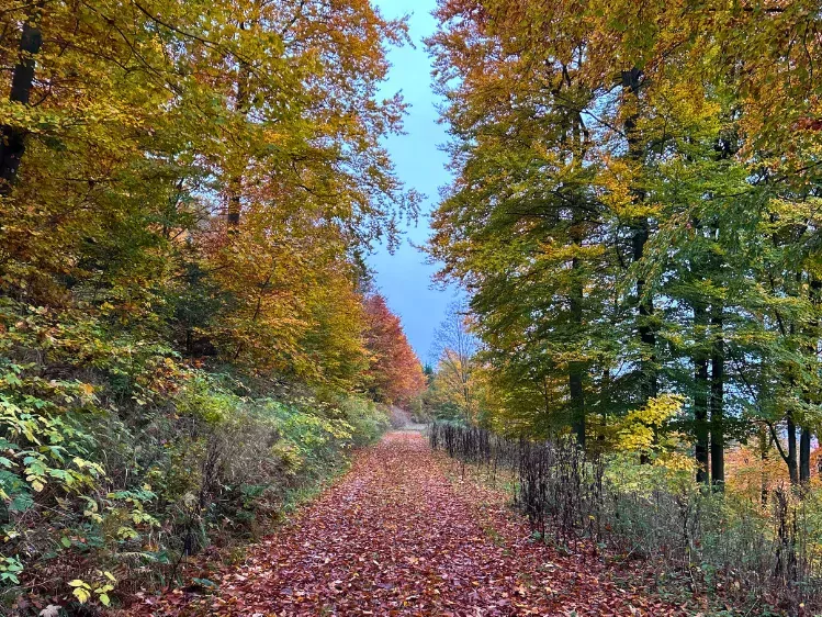 Oad Hartstocht - Sauerland wandeling