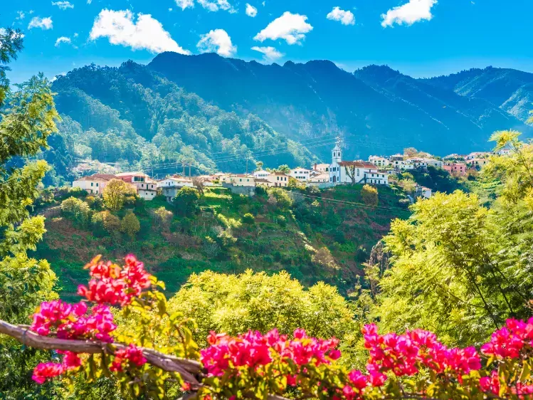 Roze bloemen op Madeira