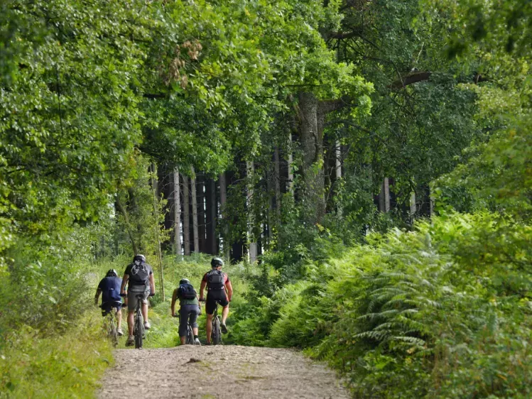  Fietsers in het bos in België