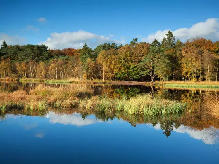Meer bij het bos van Roden in Drenthe