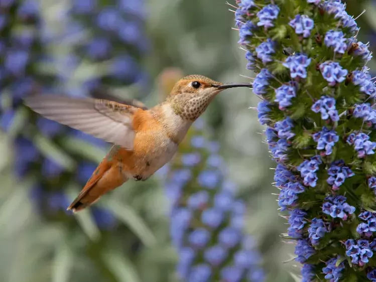 Allen's hummingbird vogel in Madeira