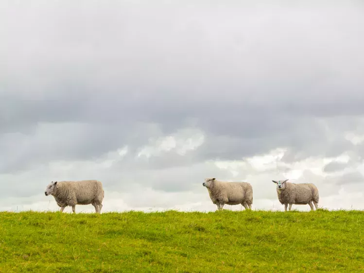 Schapen op de dijk in Friesland