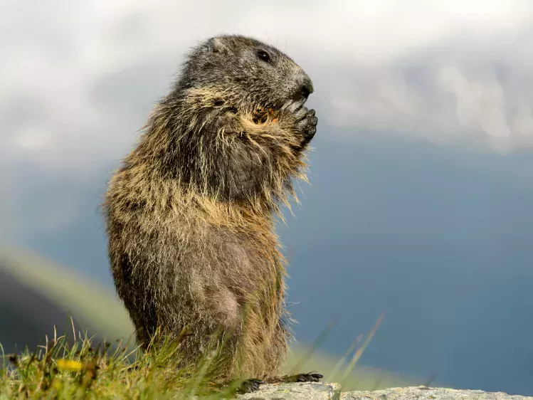 Marmot in High Tauern Nationaal Park