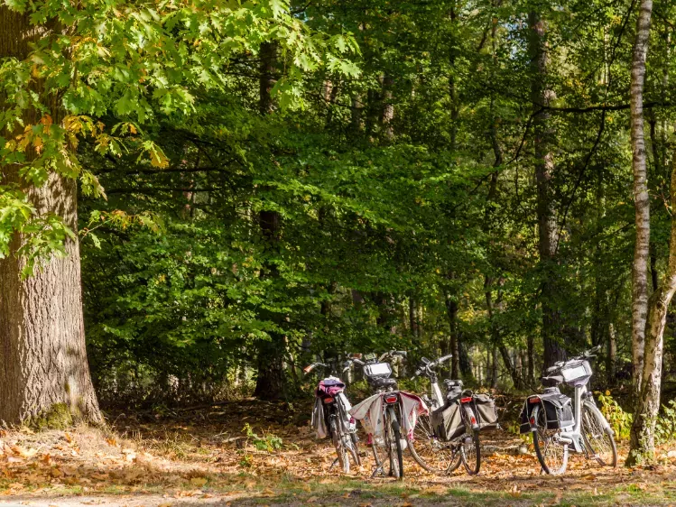 Fietsen geparkeerd in het bos van de Hoge Veluwe
