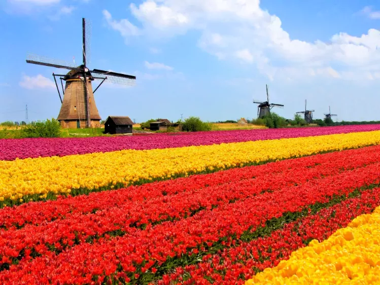 Tulpen bij de Molens van Kinderdijk